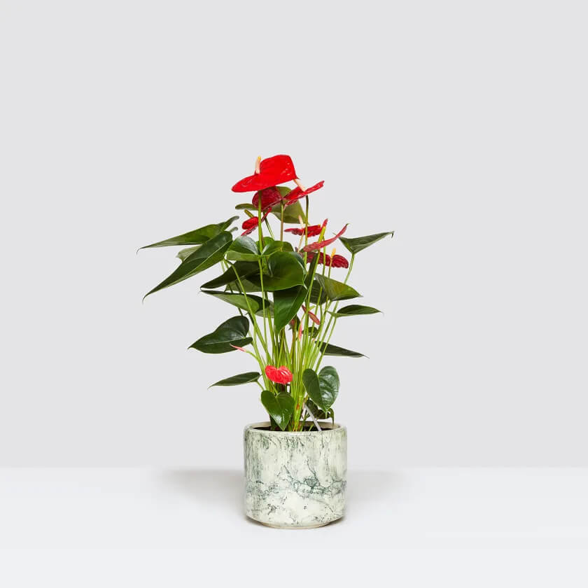 anthurium plant in a white pot