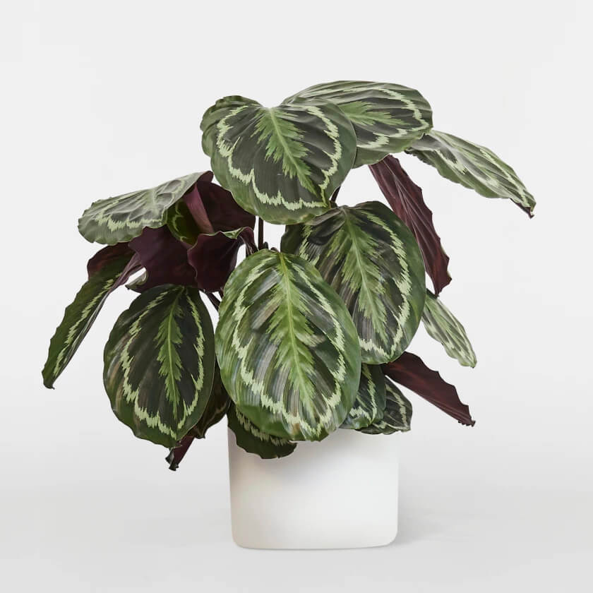 calathea plant in a white pot