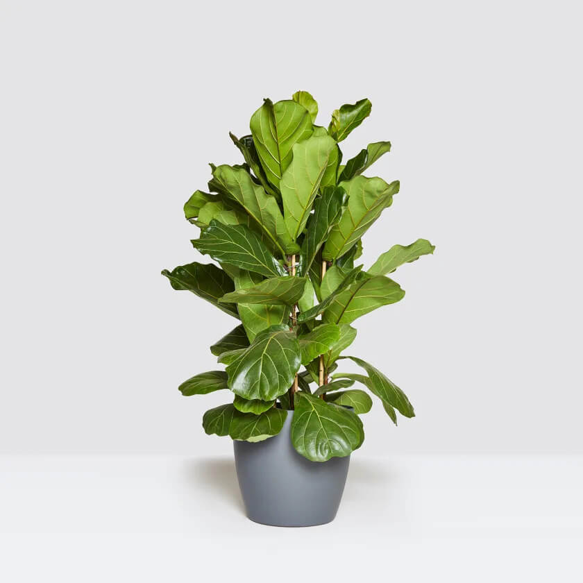 fiddle-leaf fig plant in a white pot