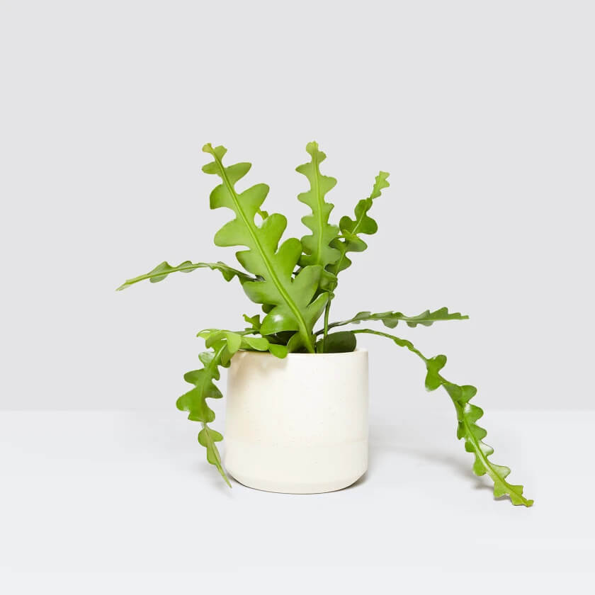 fishbone cactus in a white pot