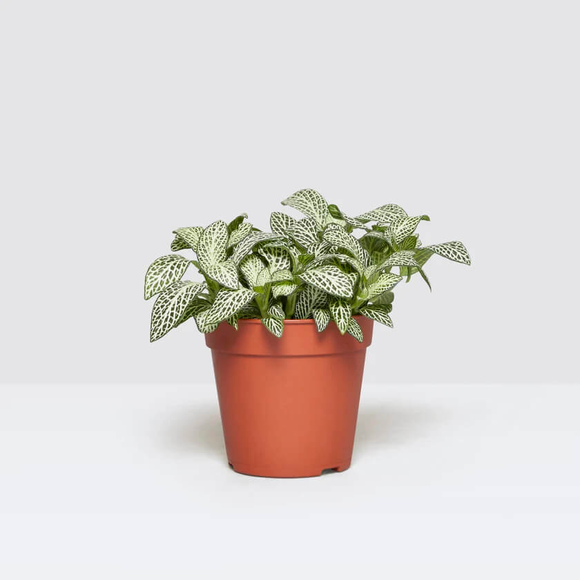 fittonia plant in a brown pot