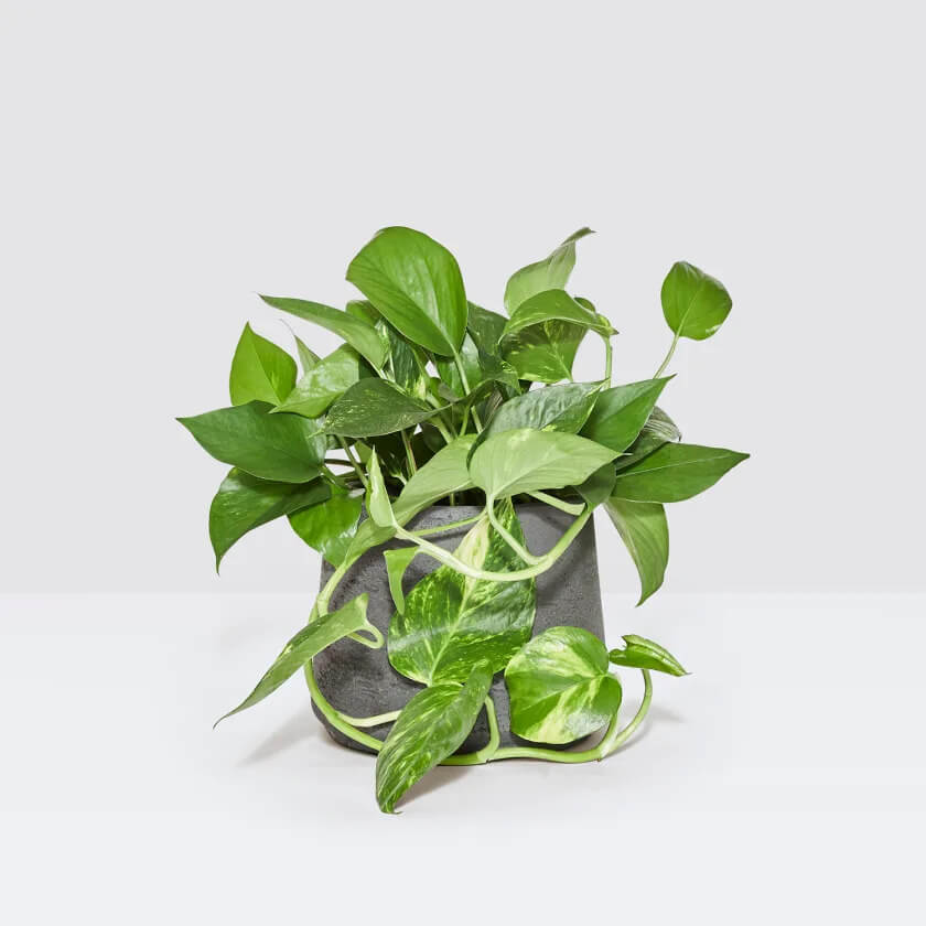 golden pothos plant in a grey pot