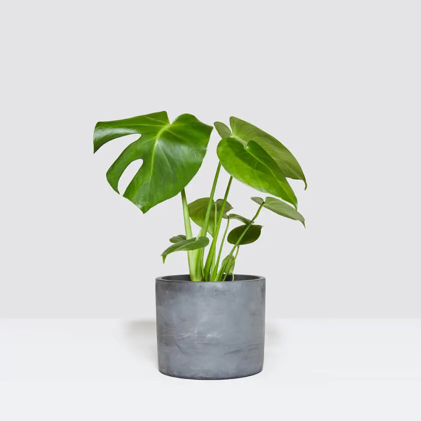 monstera plant in a white pot