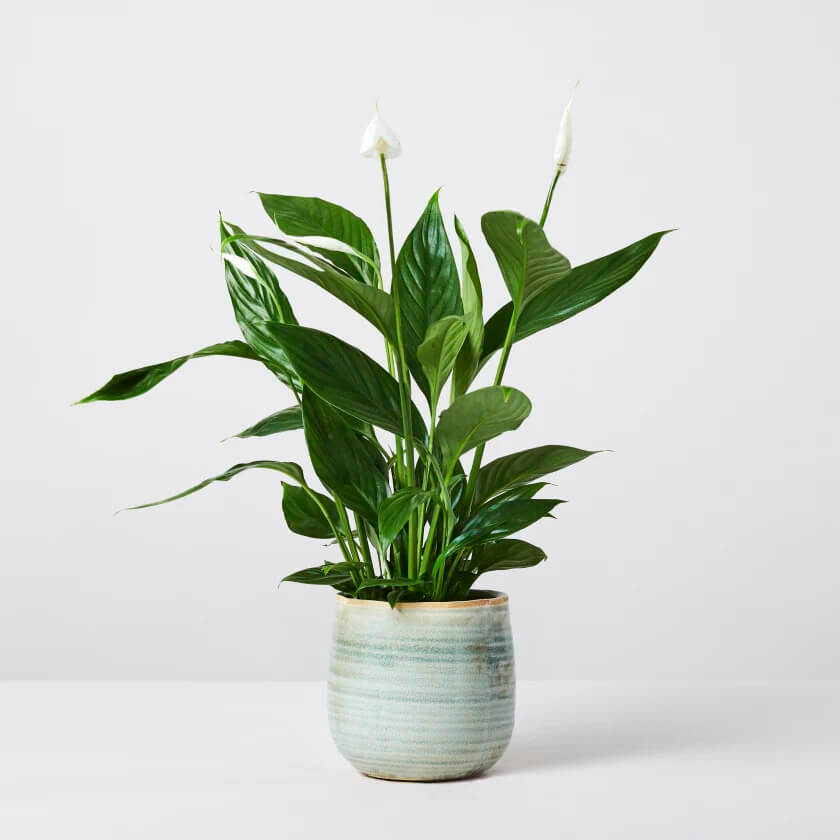 peace lily plant in a white pot