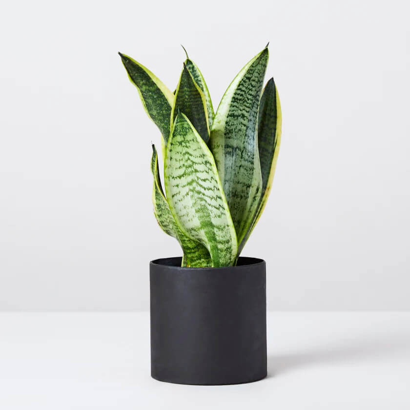 snake plant in a black pot