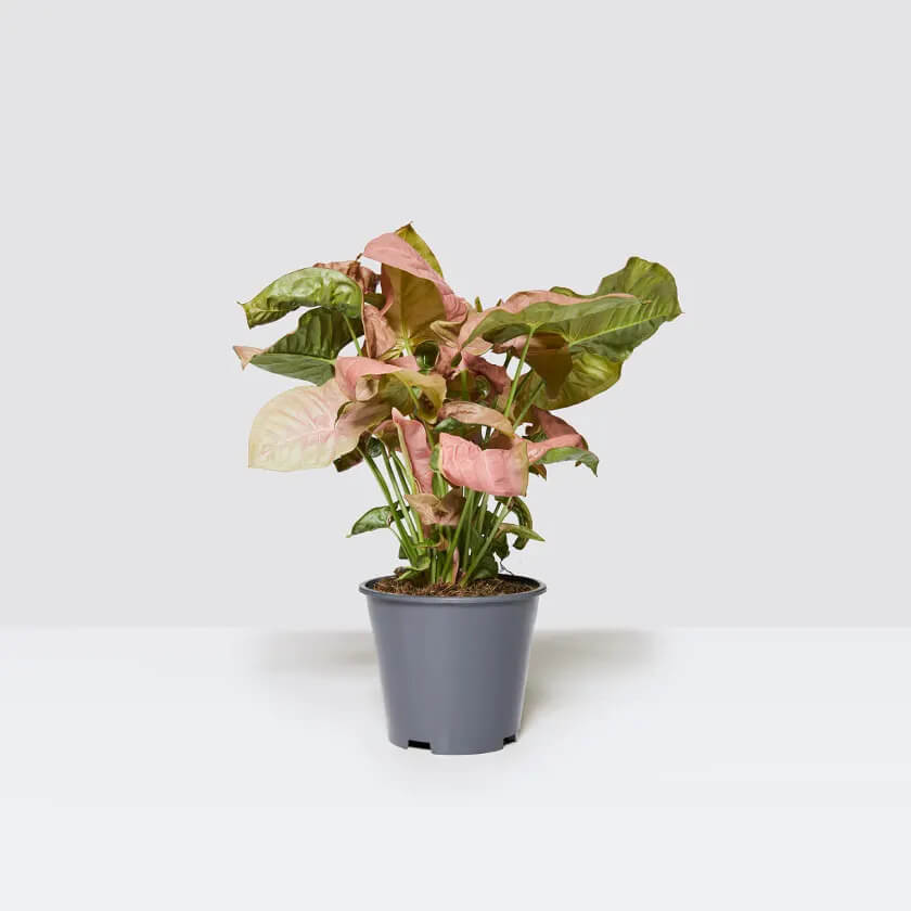 syngonium plant in a grey pot