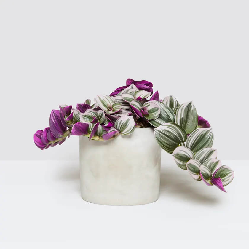 tradescantia plant in a white pot